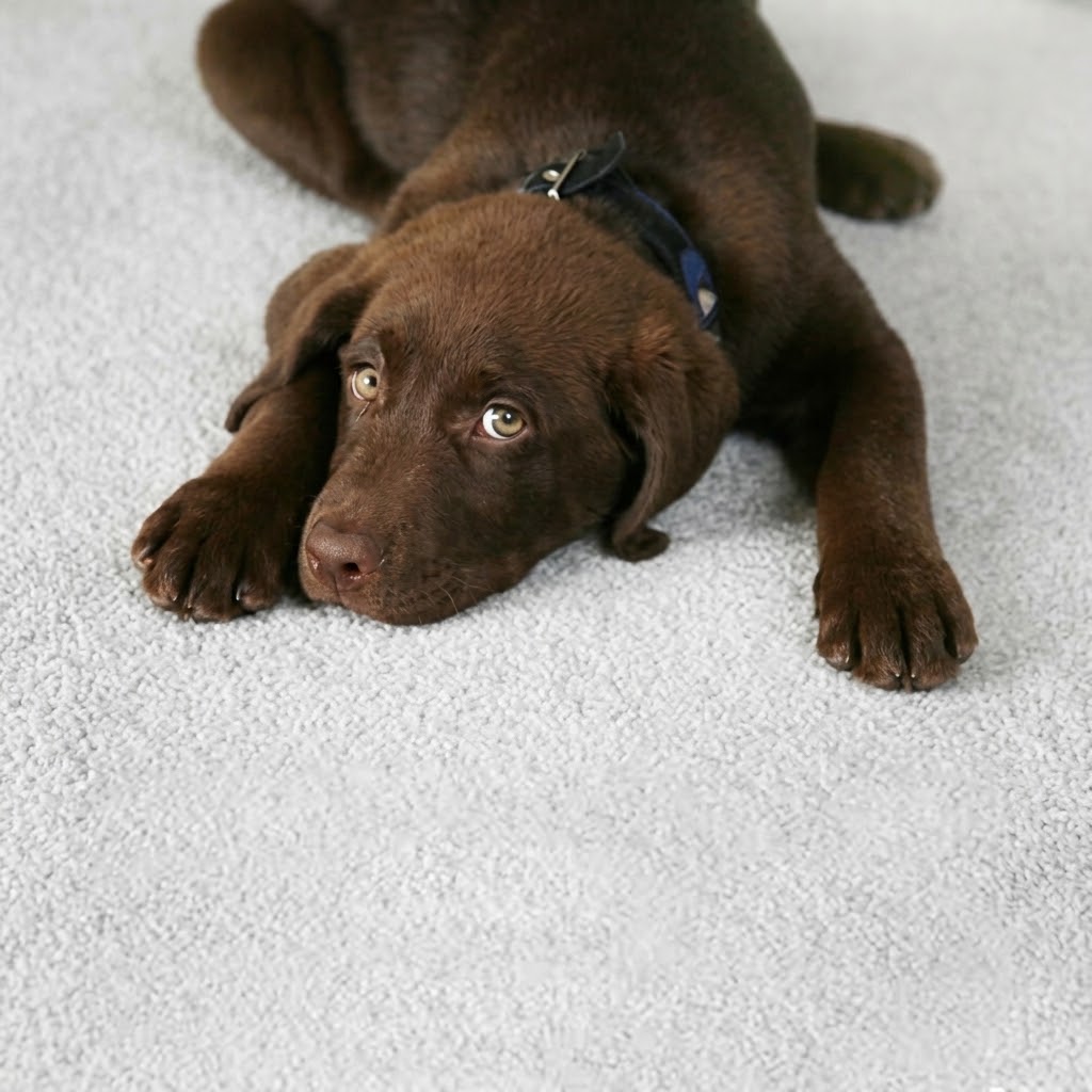 Dog laying on white carpet