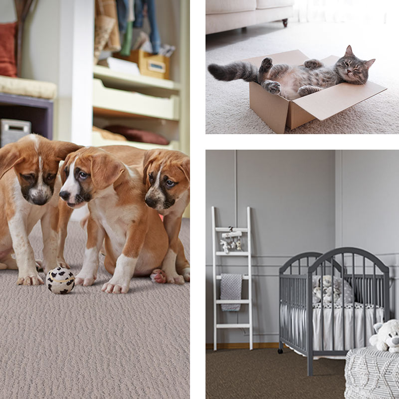 petdefense collection